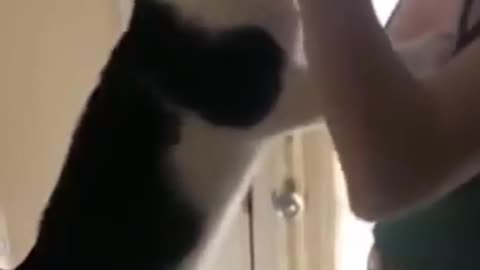 Cat Must A Drink, Funny.
