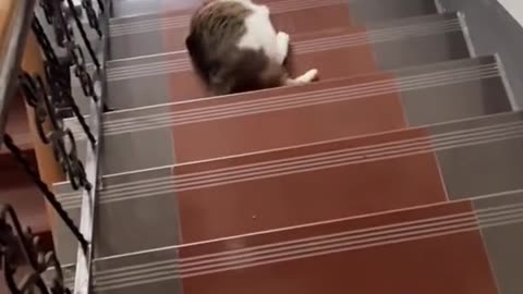 Cats are made of water.