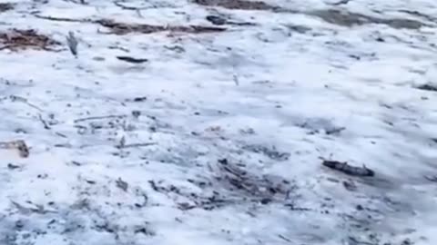 Best Funny Animal Videos of 2022😂Funniest Animal Cat& Dog 2022
