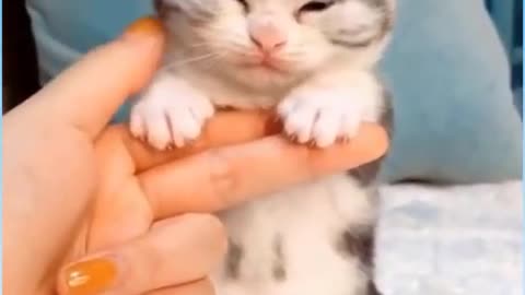 🤣Funny 🐶Dogs And 😻Cats Videos - Funny 😍Animals Videos😇