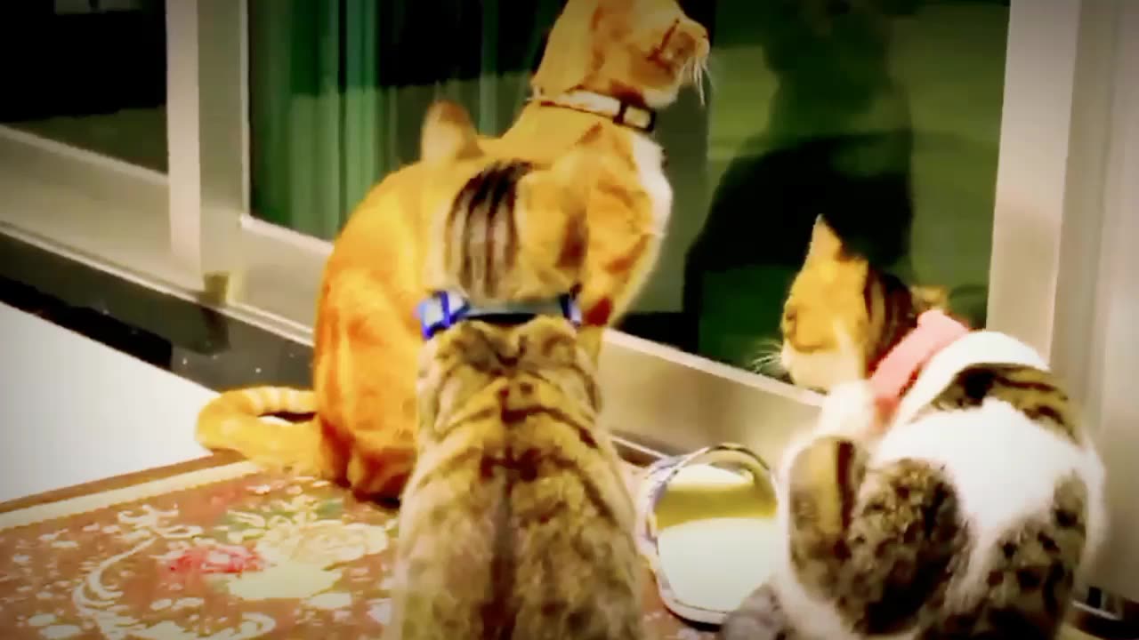 CUTENESS CAT VIDEO