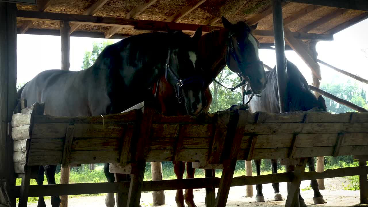 Horse Animal Nature The Horses Are Equestrian Ride