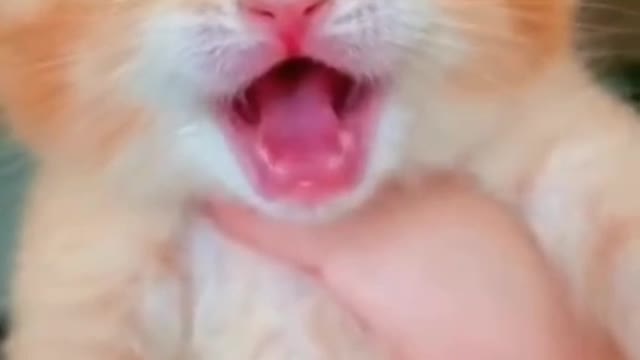 my cute cat.but very funny.my cat name is JONCINA