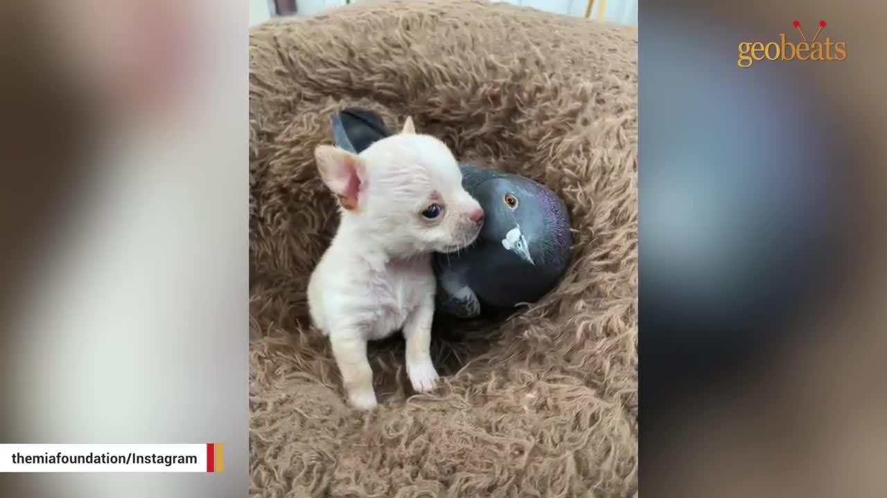 adapts by becoming one of the dogs..mp4
