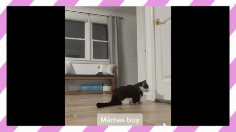 Recording my cat , after I left home