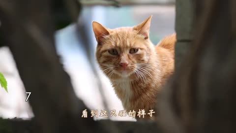 Ten Orange White stray cats