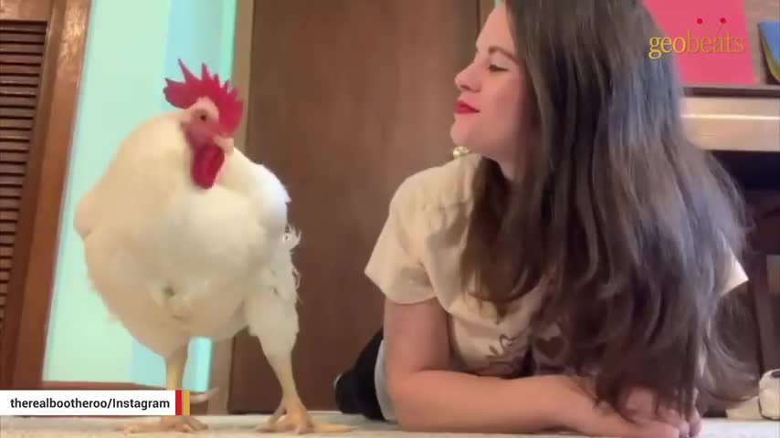 chicken raised for meat is convinced he's a dog