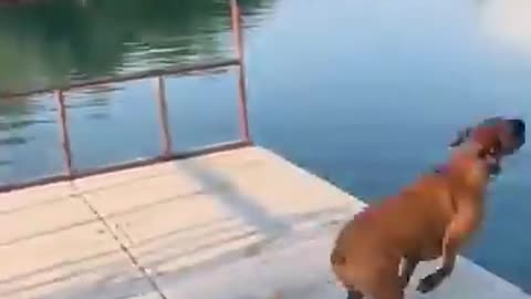 Try Not to Laugh 🤣 Funniest Animal Short Video #funnyanimals
