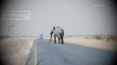 You Wouldn't Believe It If I Didn't Show It to You.