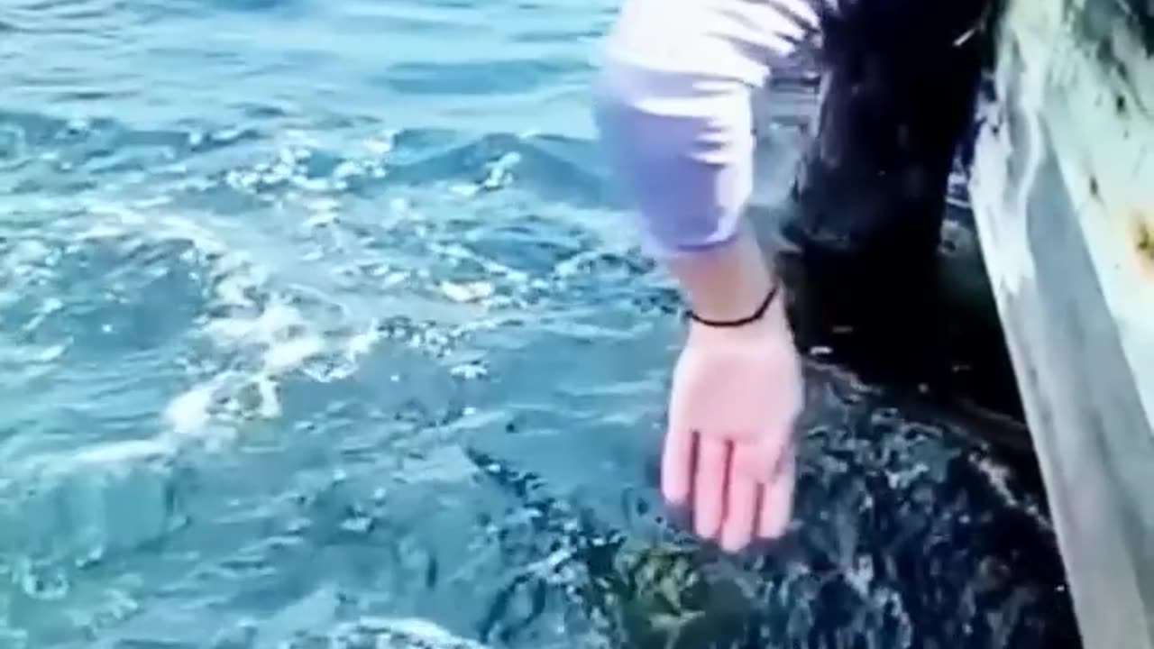 Funny Video