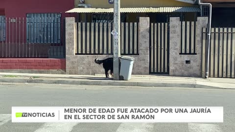 NUEVAMENTE OCURRIÓ EN COQUIMBO: PERROS ATACAN A PERSONA