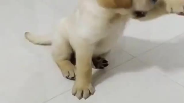 Shake hand puppy training | How to train dog | Chiku BhuBhu - The Ll