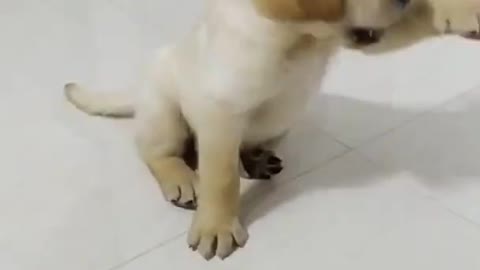 Shake hand puppy training | How to train dog | Chiku BhuBhu - The Ll