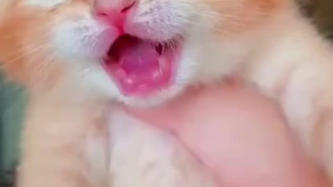 Cute Kitten