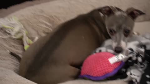 I Filmed My Dog Whenever He Cried Or Was Offensive