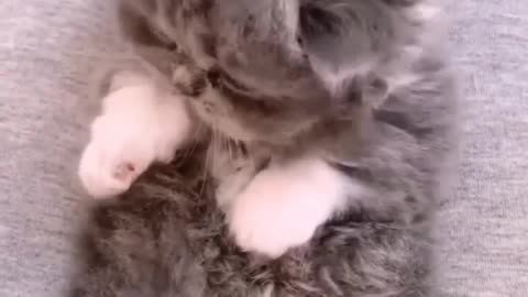 Cat lover