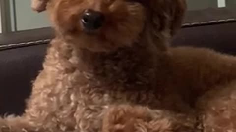 the puppy is tilting his head when he hears a strange sound