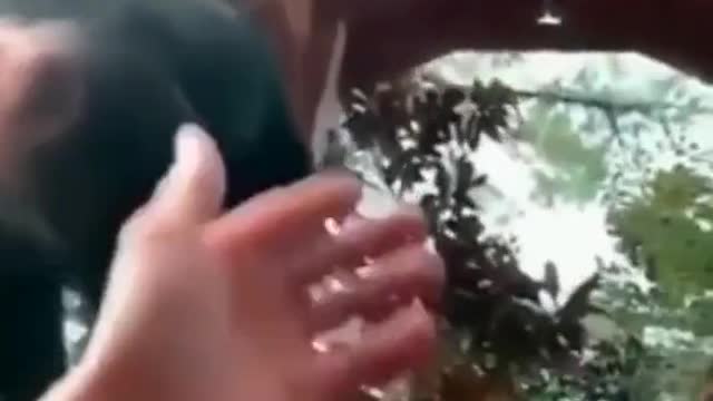 POV Monkey Bro