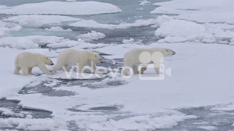 Polar bear sow and two cubs walking on the sea ice in Polar Bear Pass north off Baffin Island in Nun