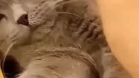 Thank you for watching