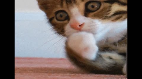 Sniffing Around - 2 Pack