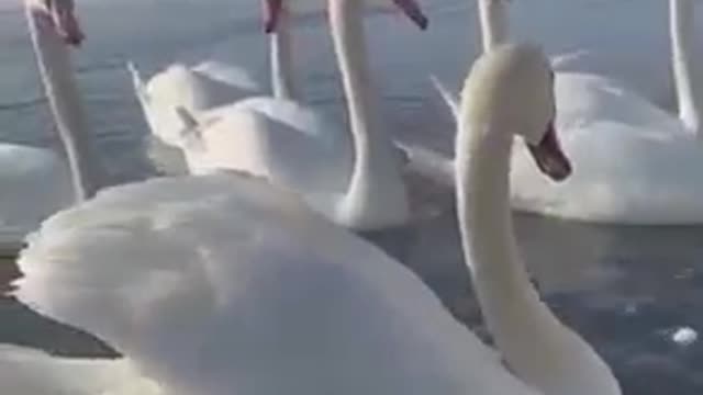 Holly Quran with nature