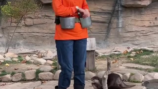 Animal show