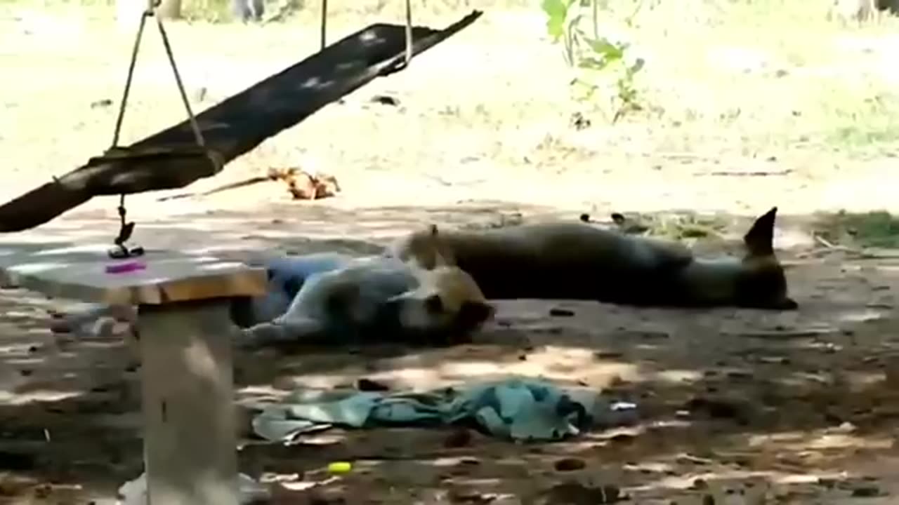 funny animal