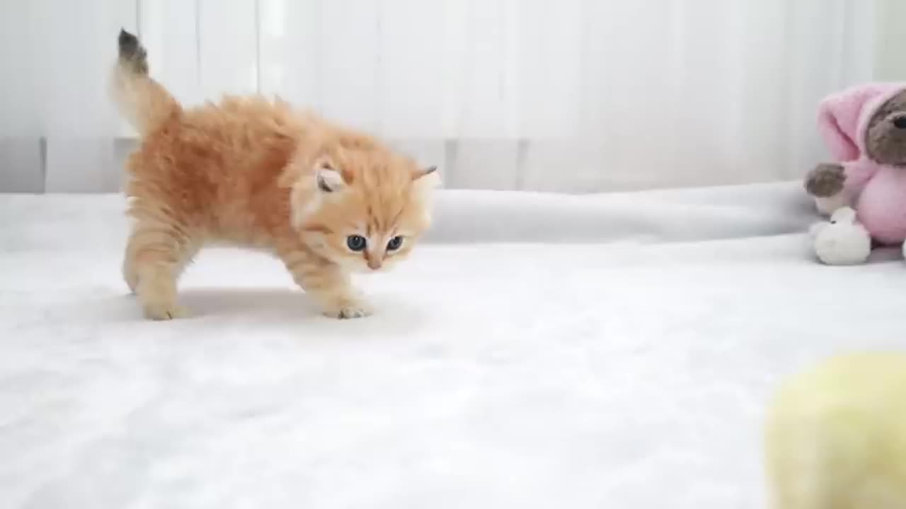 Fluffy orange meets with the yolkš„ Cute