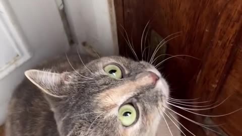 SOUNDS THAT DRAWS THE ATTENTION OF CATS