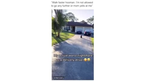 Tense Moments: The Delivery Guy vs. the Guard Dog!