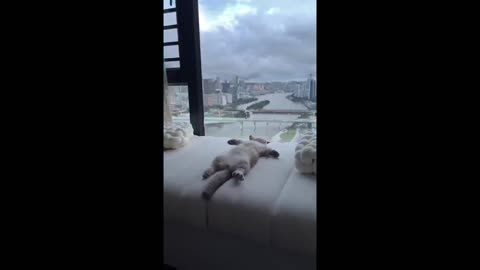 warm afternoon cat