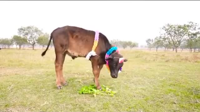 #best comedy vdeo and subscribe also like