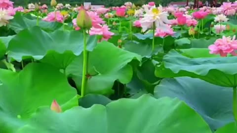 Flowers picture