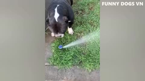 Funny dog. Video 🐈😺 🐶🐕
