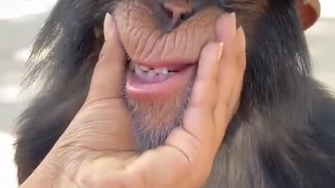 funny gorilla