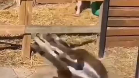 Animal funny video