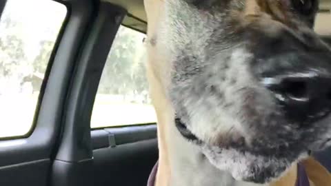 Great Dane Willow's 6th birthday!