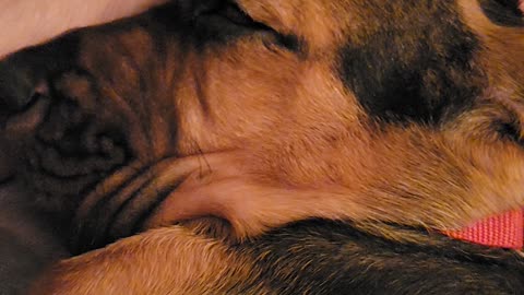Cute puppy sleeping