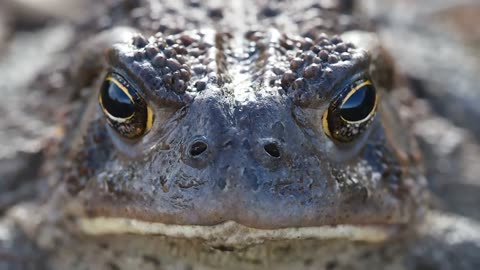 Wildlife Wonders: Capturing Natural Beauty