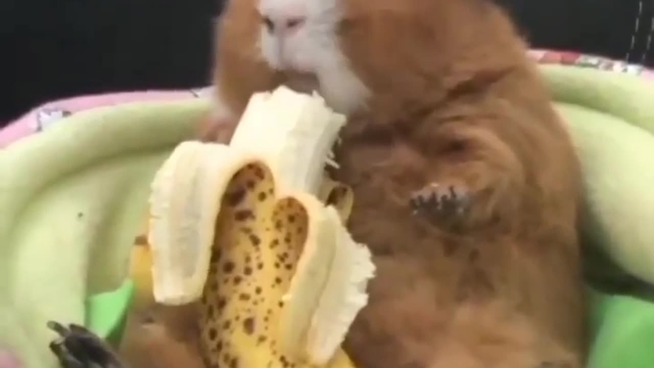 🙏❤️🎉🎉🎉🎊🎊🎊️SWEET AND FUNNY ANIMALS SHOTS 🙏❤️❤️🎉🎉🎉🎊🎊🎊
