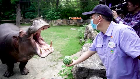 Friends who haven't eaten watermelon this year # Hippo
