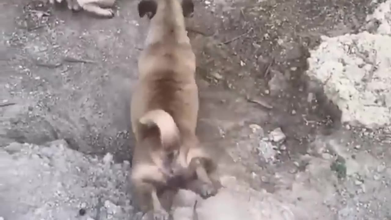 cute cats and dogs 😹🐶 cute animals 2023 part 15 || funny animals videos
