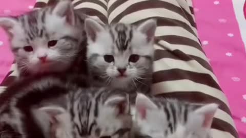 😹😹😹#cat #pet