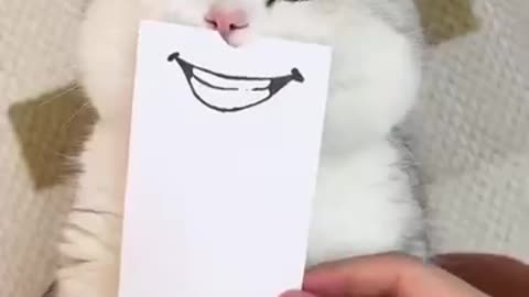 Cute Cat