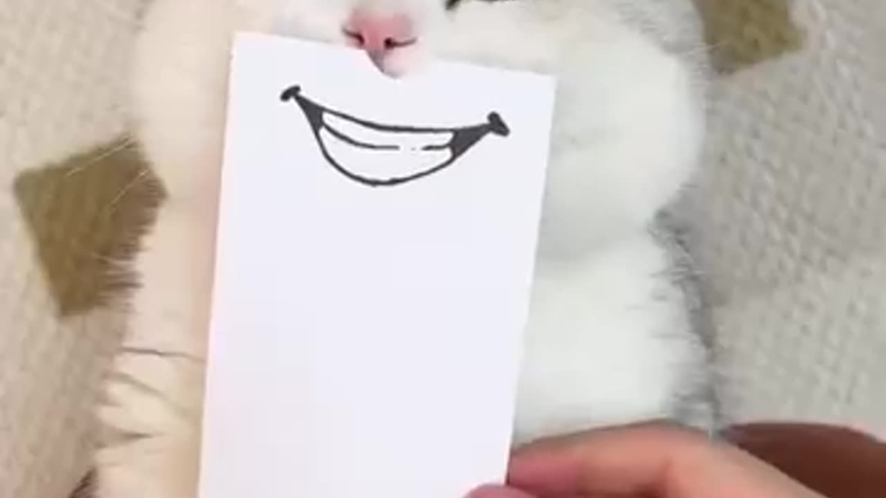 Cute Cat