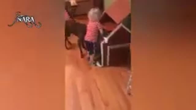 TRY NOT TO LAUGH 2019! VIDEO FUNNY A DIE OF LAUGHING