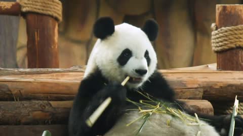 giant pandas