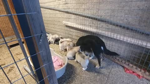 Bebe husky