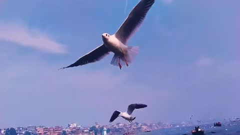 10 Best Flying Bird Video